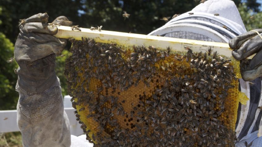 Sinaloa: Rescatan a adulto mayor que fue atacado por enjambre de abejas y le retiran más de 300 aguijones