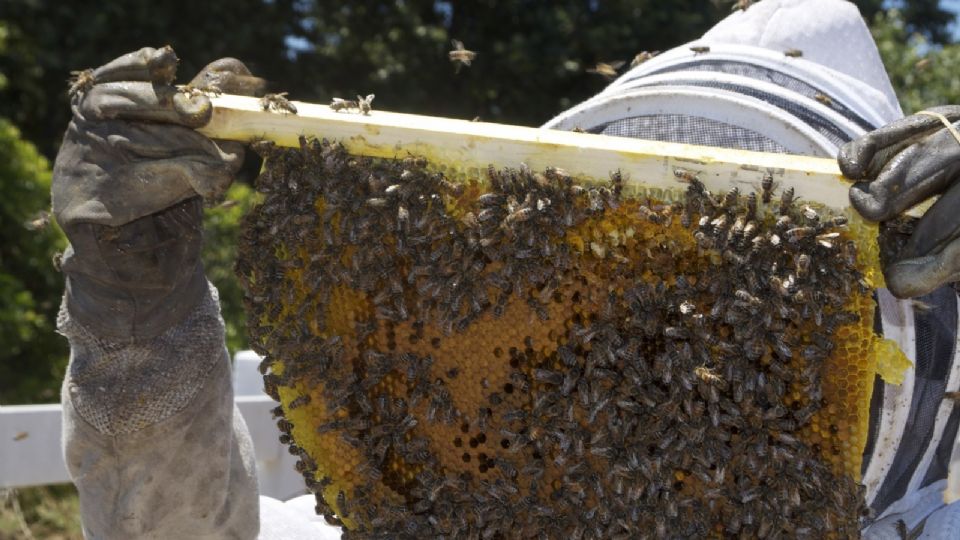 Un enjambre de abejas ataca a un adulto mayor y tres jóvenes