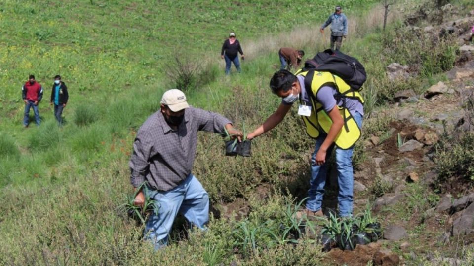 Antes se retiraron 110 toneladas de cascajo y 6 toneladas de basura para preparar las tierras a reforestar