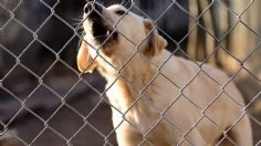 Un presunto charro abusa cruelmente de un perro en la CDMX: VIDEO FUERTE