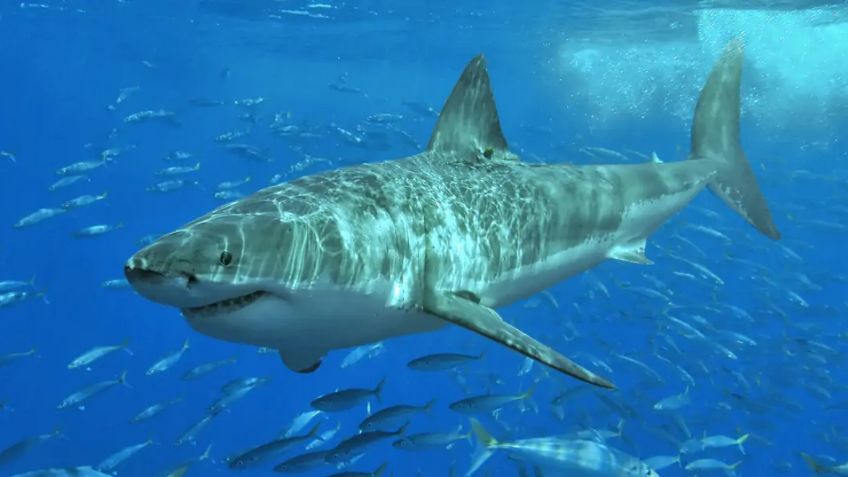 "¡Salgan del agua!": Alertan por tiburones nadando cerca de turistas en Florida