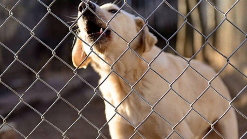 Un presunto charro abusa cruelmente de un perro en la CDMX: VIDEO FUERTE