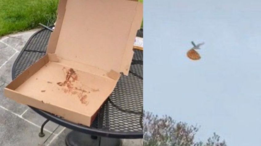 El sorprendente momento en que una gaviota roba pizza y se la lleva volando | VIDEO