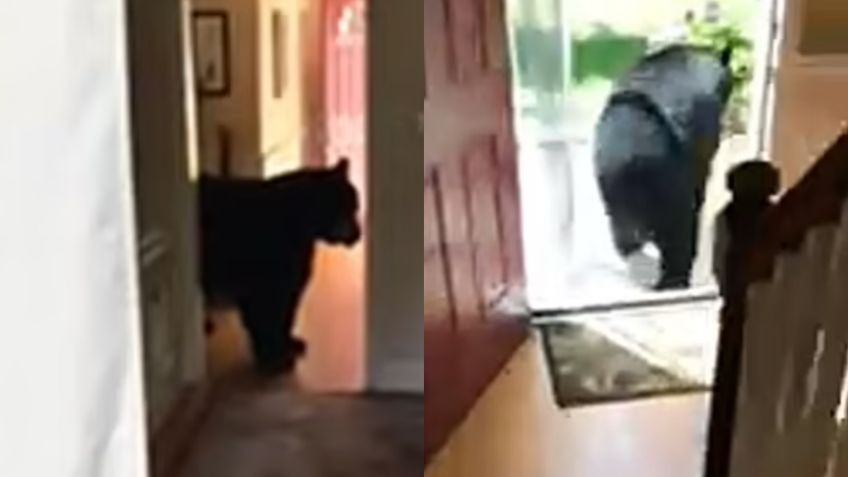 El aterrador momento en que un hombre encuentra a un gran oso negro robando bocadillos en su casa