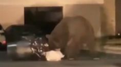 VIDEO: Enorme oso deambula tranquilamente afuera de una casa en Monterrey; buscaba comida