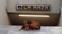 "Hachiko de La Raza" se llama Canela y sí tiene dueño; esta es la verdadera historia