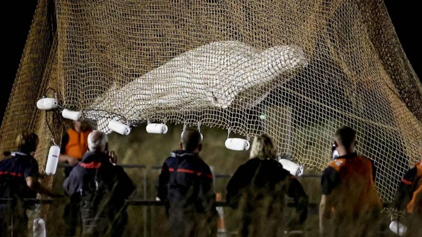 Muere ballena beluga de 800 kilos rescatada en el Sena