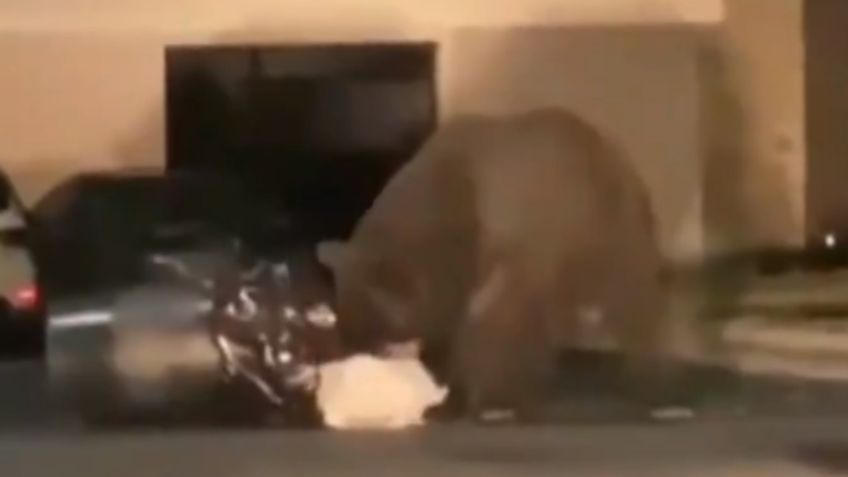 VIDEO: Enorme oso deambula tranquilamente afuera de una casa en Monterrey; buscaba comida