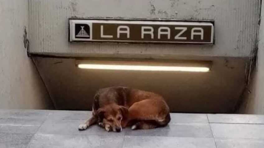 "Hachiko de La Raza" se llama Canela y sí tiene dueño; esta es la verdadera historia