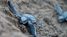 Calentamiento global afecta a las tortugas: pronto habría más hembras que machos