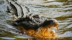 Ataque feroz: caimán muerde la cara a un hombre que nadaba en un lago