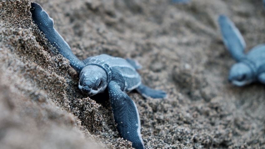 Calentamiento global afecta a las tortugas: pronto habría más hembras que machos