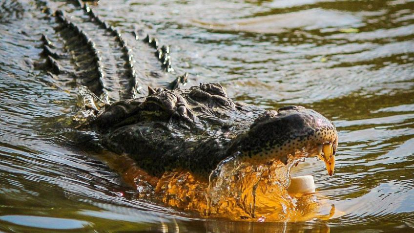 Ataque feroz: caimán muerde la cara a un hombre que nadaba en un lago