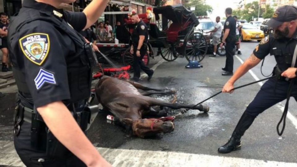 Por más de una hora estuvo en el suelo el caballo.