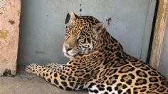 Felinos rescatados del santuario Black Jaguar-White Tiger se recuperan en el Parque Ecológico Zacango