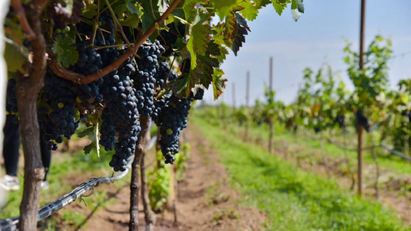 Embriágate de diversión en la Ruta del Vino