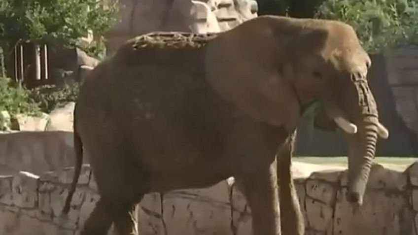 Analizan situación de la elefanta Ely, que se encuentra en el Zoológico de Aragón