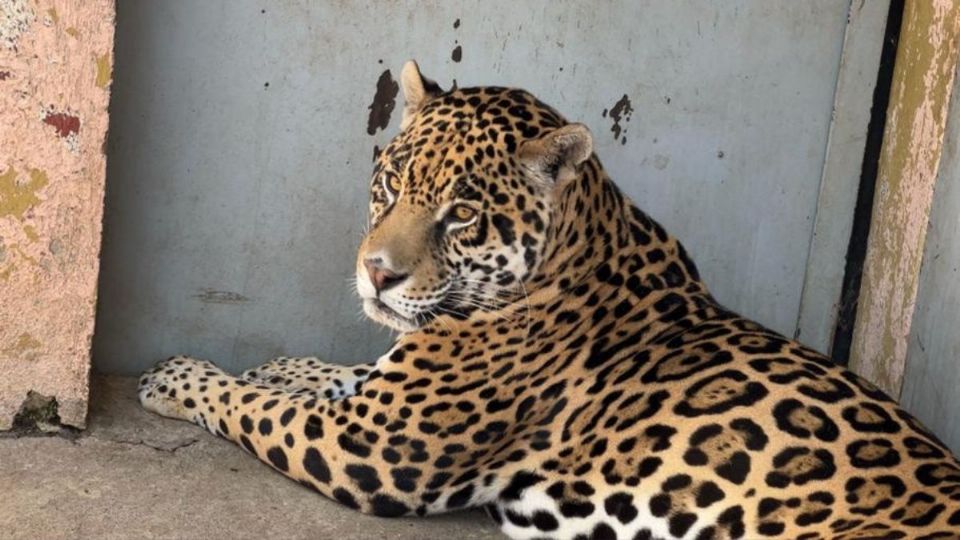 El jaguar, proveniente de un circo, se recuperó