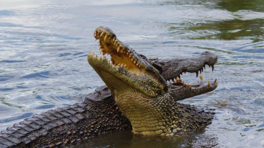 VIDEO | Alerta máxima en Tamaulipas: cocodrilos deambulan por las calles tras el desborde de lagunas