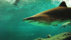 Niño pierde su pierna tras ser atacado por un tiburón mientras practicaba snorkel