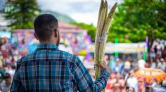 ¡Qué mazorca, joven! Premian al elote más grande del mundo en Jala, Nayarit