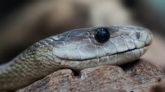 Insólito: hombre muerde y mata a una serpiente que lo había atacado mientras dormía