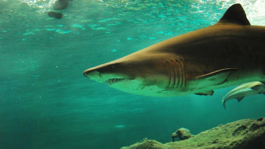 Niño pierde su pierna tras ser atacado por un tiburón mientras practicaba snorkel