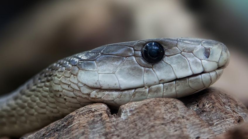 Niña de 2 años mató a una serpiente de un mordisco: el reptil la había atacado primero