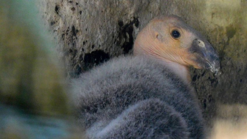 ¡Ponle nombre al Cóndor! Sedema invita a elegir el nombre de estos animales en el Zoológico de Chapultepec