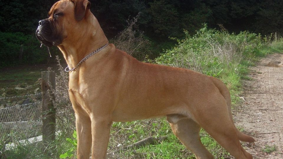 Perro de la raza Bullmastiff.