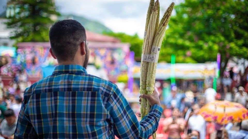 El elote midió 43 centimetros.