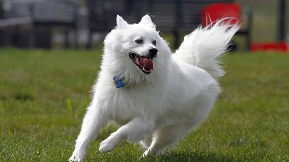 Los perros necesitan salir a correr y comer sanamente