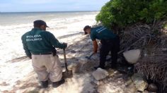 Recolectaron dos toneladas de especies marinas muertas por la marea roja