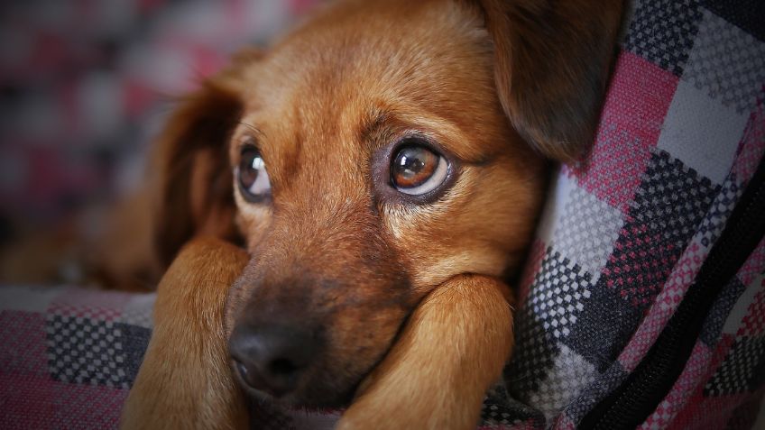 Así puedes curar la otitis de tu perro en casa