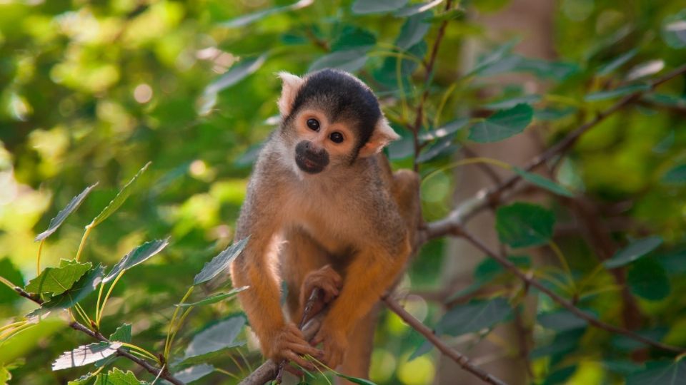 La primate recogió un teléfono que estaba en un carrito de golf e hizo la llamada