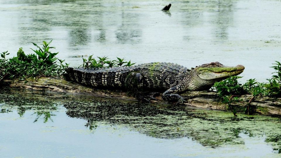 El animal cuidaba el cuerpo de la víctima cuando las autoridades lo descubrieron