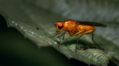 Cómo eliminar las mosquitas pequeñas de la casa con esta mezcla perfecta