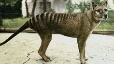 Investigadores intentarán revivir el tigre de Tasmania, extinto hace 86 años; esto es lo que harán