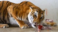 Santuario Black Jaguar & White Tiger: Sedema señala que felinos se están recuperando