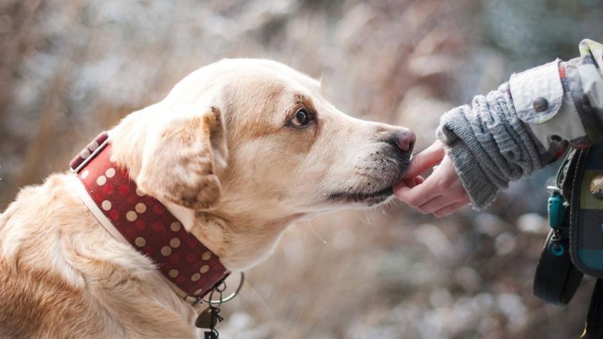 CDMX: ¡Aguas! Esta es la multa por llevar a tu perro sin correa