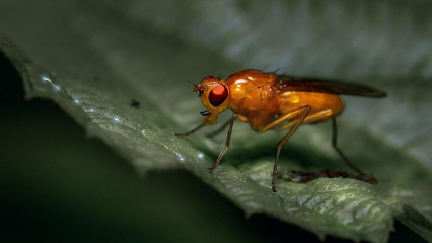 Cómo eliminar las mosquitas pequeñas de la casa con esta mezcla perfecta