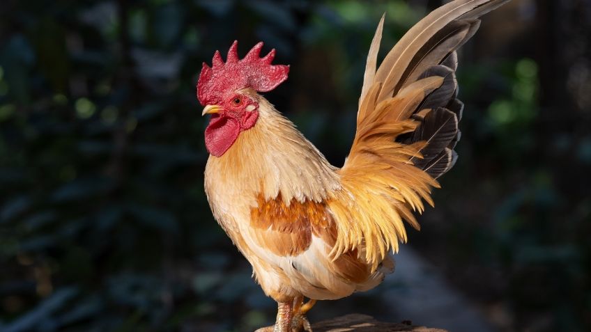 Demandan a un gallo por “ruidoso”; vecinos aseguran que cacarea 200 veces al día