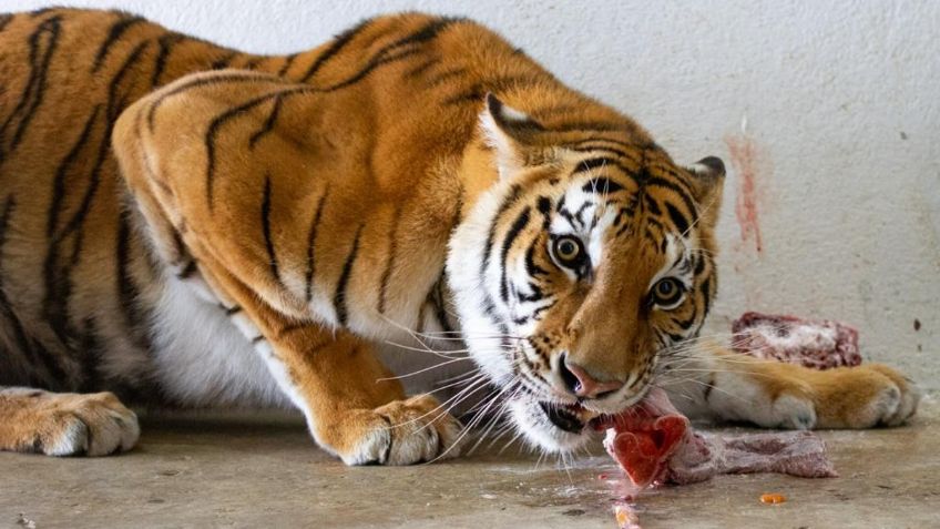 Santuario Black Jaguar & White Tiger: Sedema señala que felinos se están recuperando