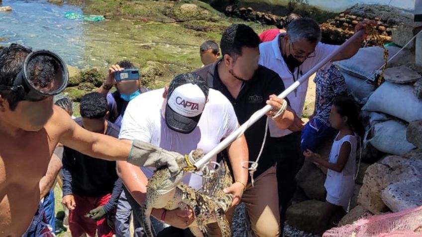 Susto en Acapulco: captan cocodrilo de 3 metros que sorprendió a turistas en la playa | VIDEO