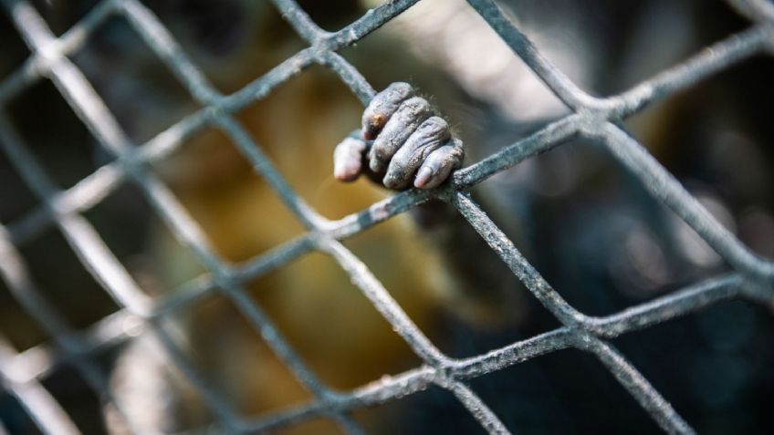 Un hombre fue detenido en aeropuerto tras llevar 17 animales vivos en sus maletas