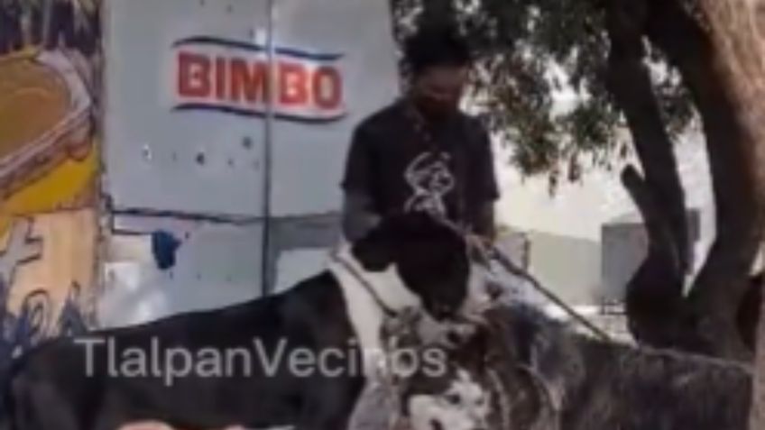 Maltrato animal en Tlalpan: Captan a hombre golpeando a perritos con una correa | VIDEO