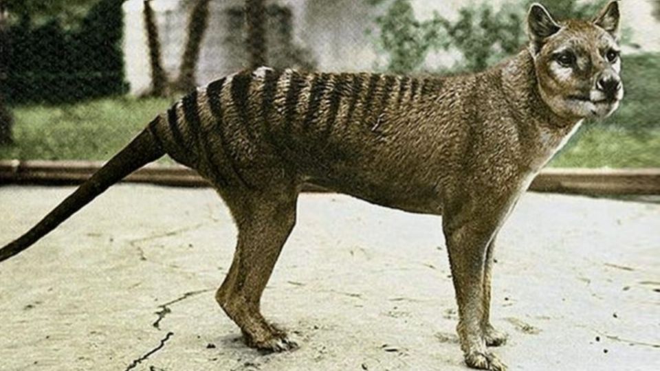 El último tigre de Tasmania cautivo murió en el zoológico de Hobart, Tasmania, en 1936. FOTO: Captura de pantalla