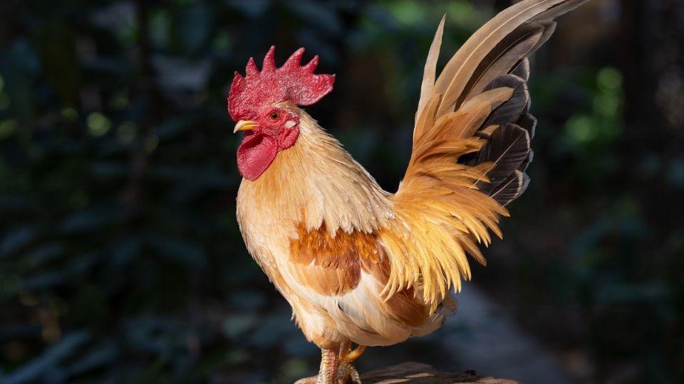 El propietario de 'Magda', argumentó que él no sabía que el animal era un gallo