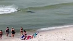 La impresionante persecución de un tiburón a una raya frente a bañistas en playa | VIDEO