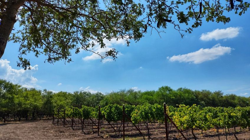 ¿Cuánto cuesta divertirse en la Ruta del Vino Aguascalientes 2022?